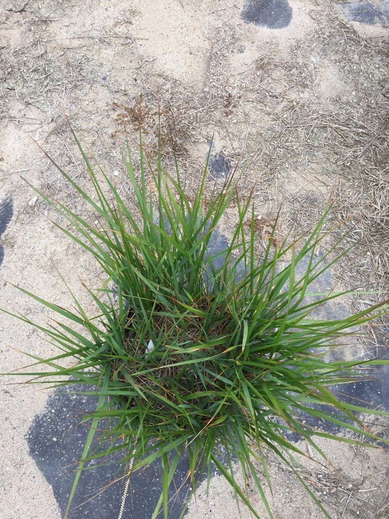 Photo for Calamagrostis × acutiflora 'Karl Foerster' (Karl Foerster Feather Reed Grass)