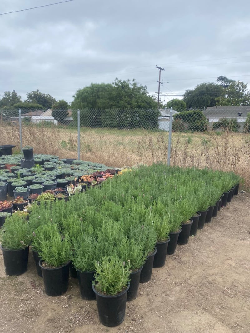 Photo for Lavandula dentata (French Lavender)
