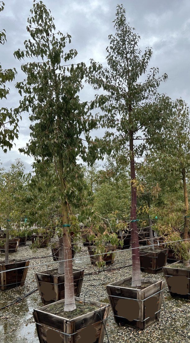 Photo for Brachychiton populneus (Bottle Tree)