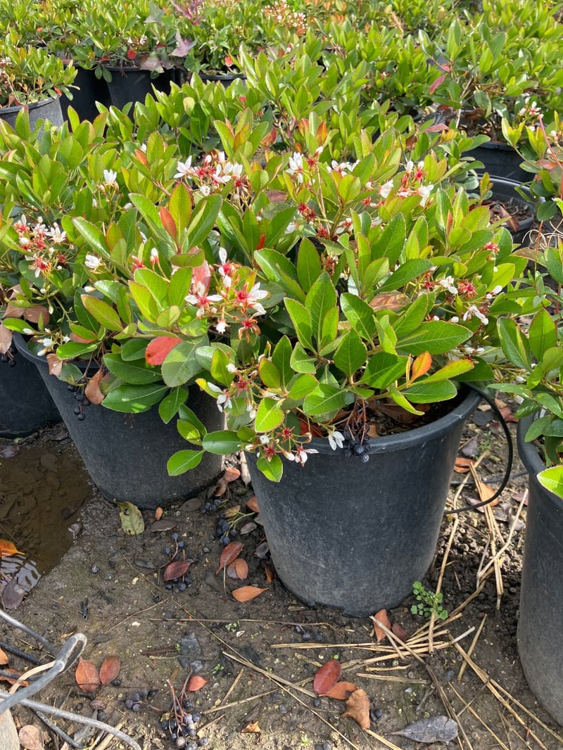 Photo for Raphiolepis indica (Indian Hawthorne)