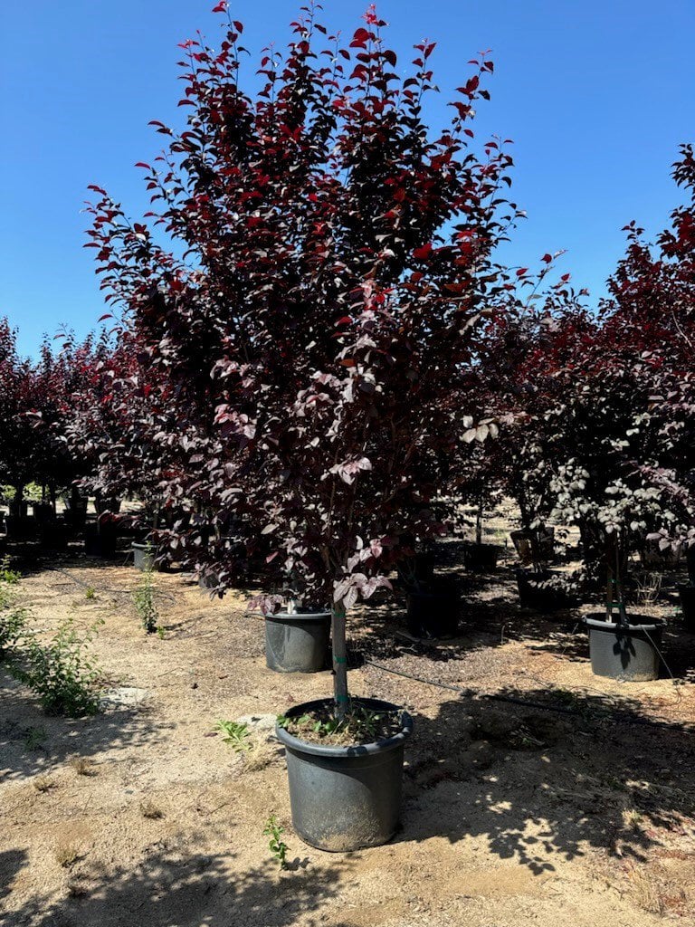 Photo for Prunus cerasifera 'Krauter Vesuvius' (Krauter Vesuvius Cherry Plum)