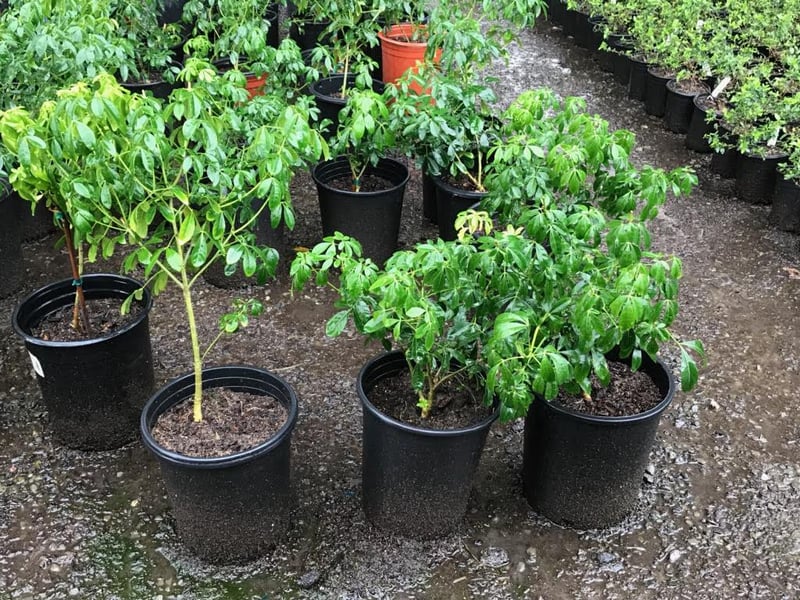 Photo for Choisya ternata (Mexican Orange Blossom)