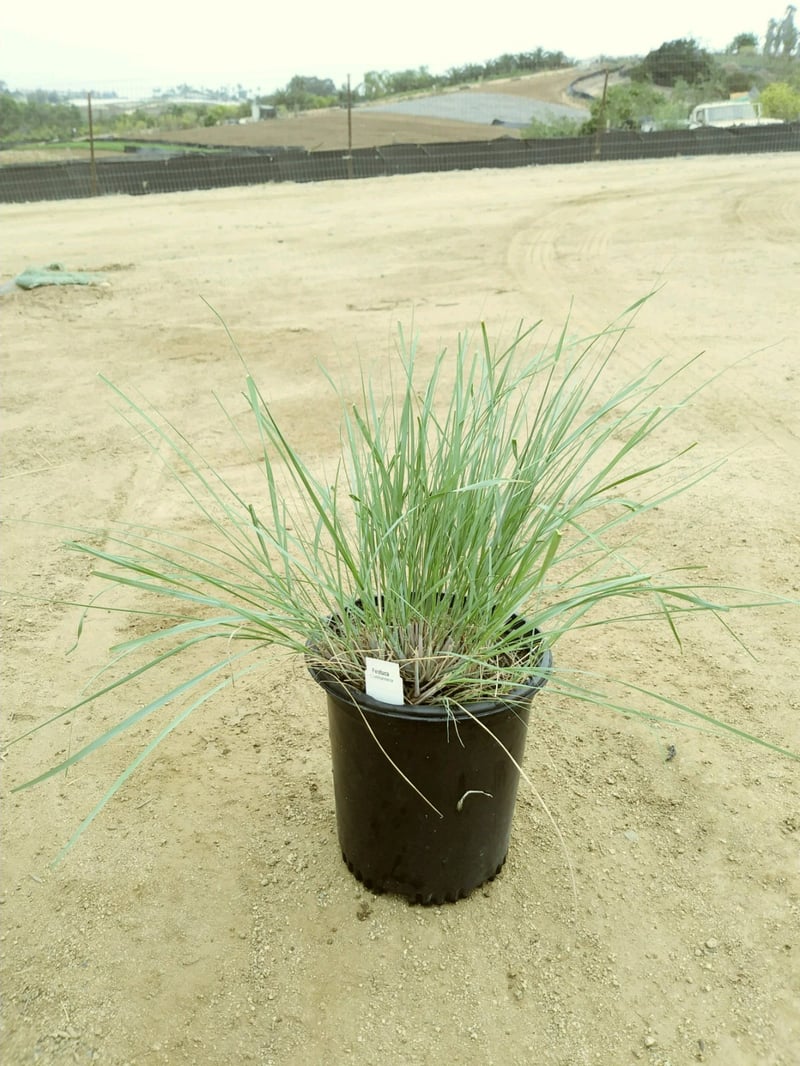 Photo for Festuca californica (California Fescue)