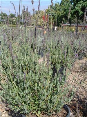 Photo for Lavandula heterophylla (Sweet Lavender)