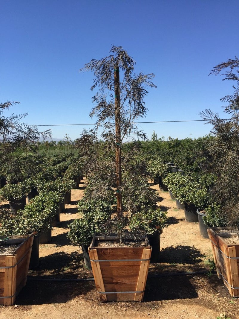 Photo for Agonis flexuosa 'Jervis Bay Afterdark' (Standard) (After Dark Peppermint Tree)