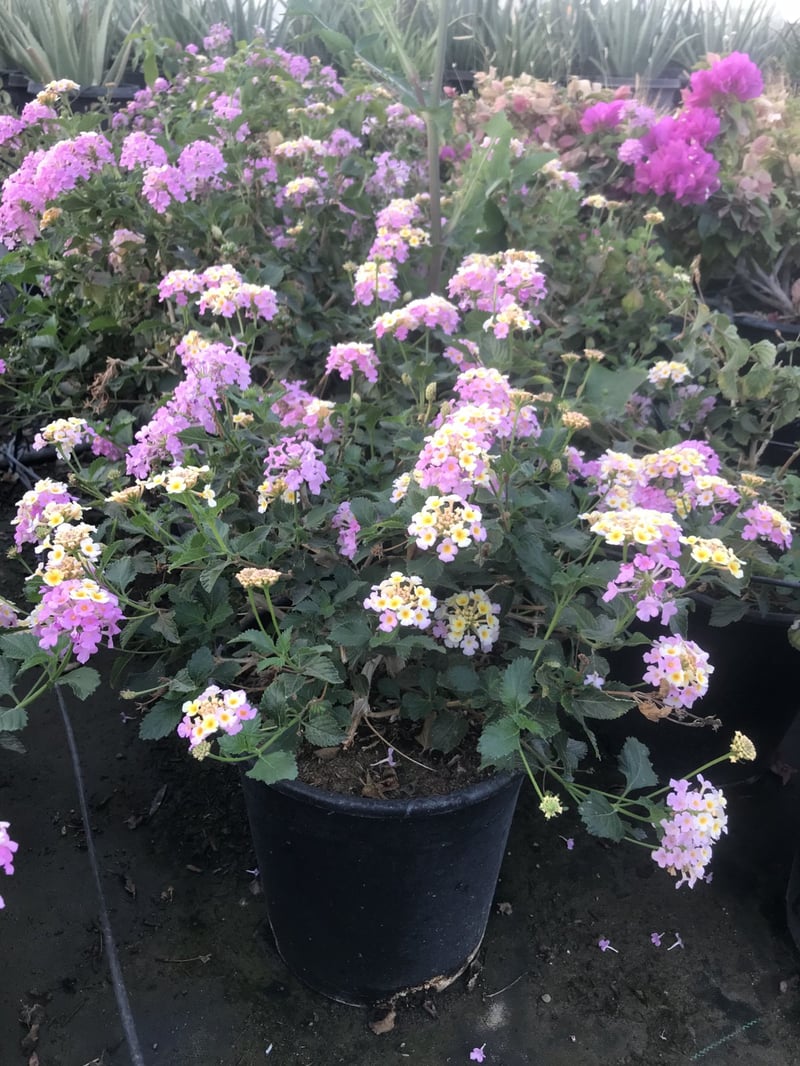 Photo for Lantana camara 'Moni' (Confetti Lantana)