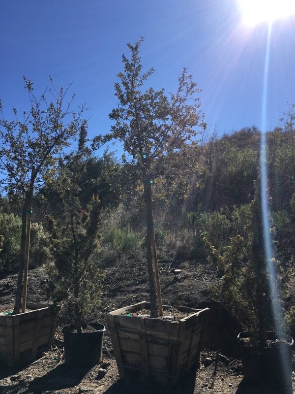 Photo for Quercus suber (Cork Oak)
