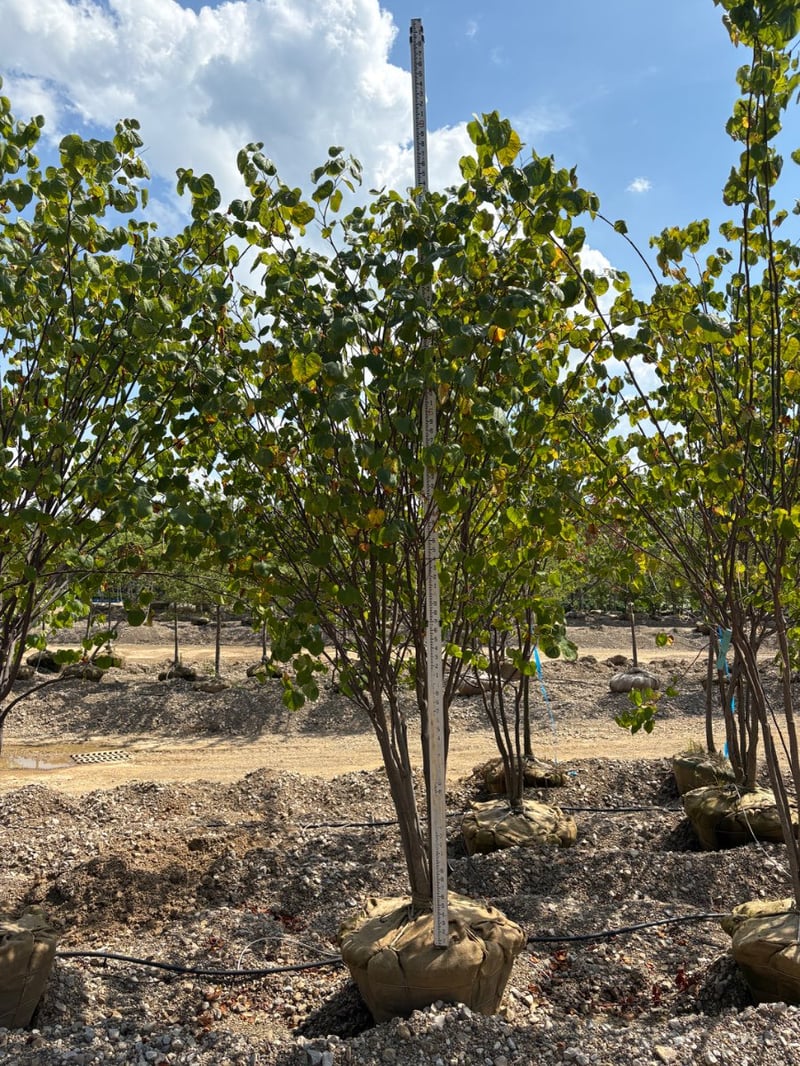 Photo for Cercis canadensis (Eastern Redbud)