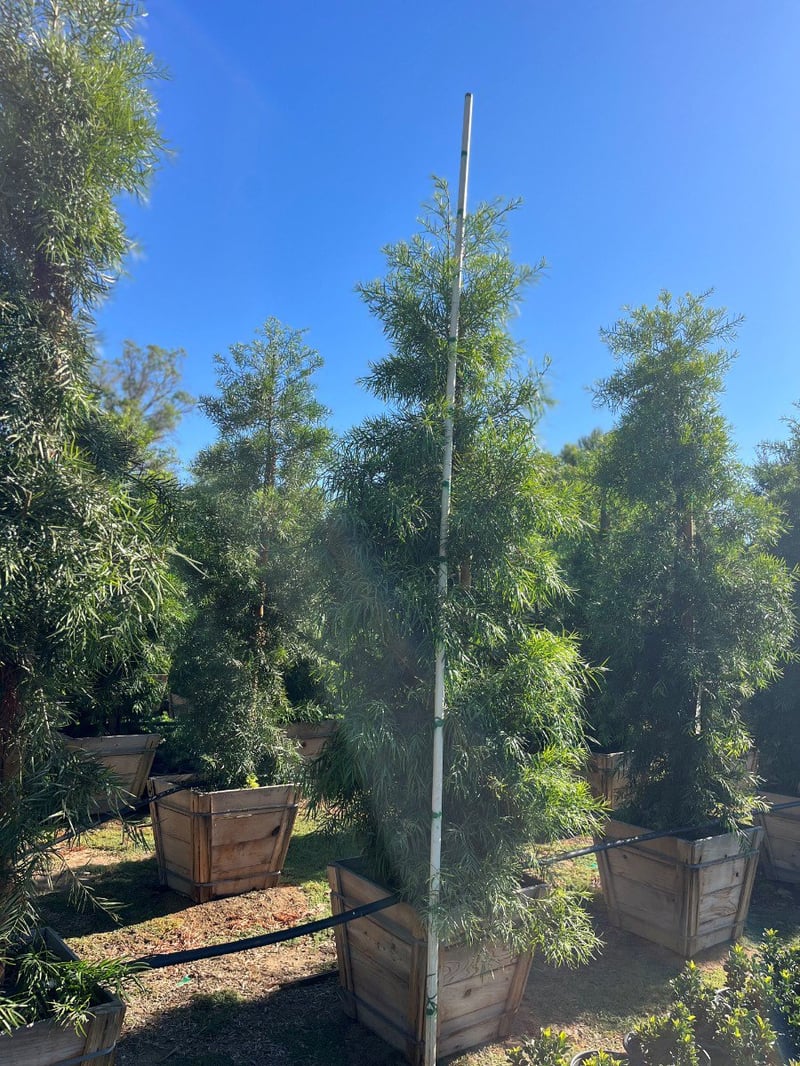 Photo for Afrocarpus gracilior (African Fern Pine)