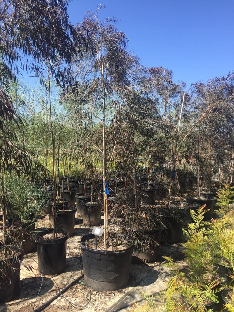 Photo for Agonis flexuosa 'Jervis Bay Afterdark' (After Dark Peppermint Tree)