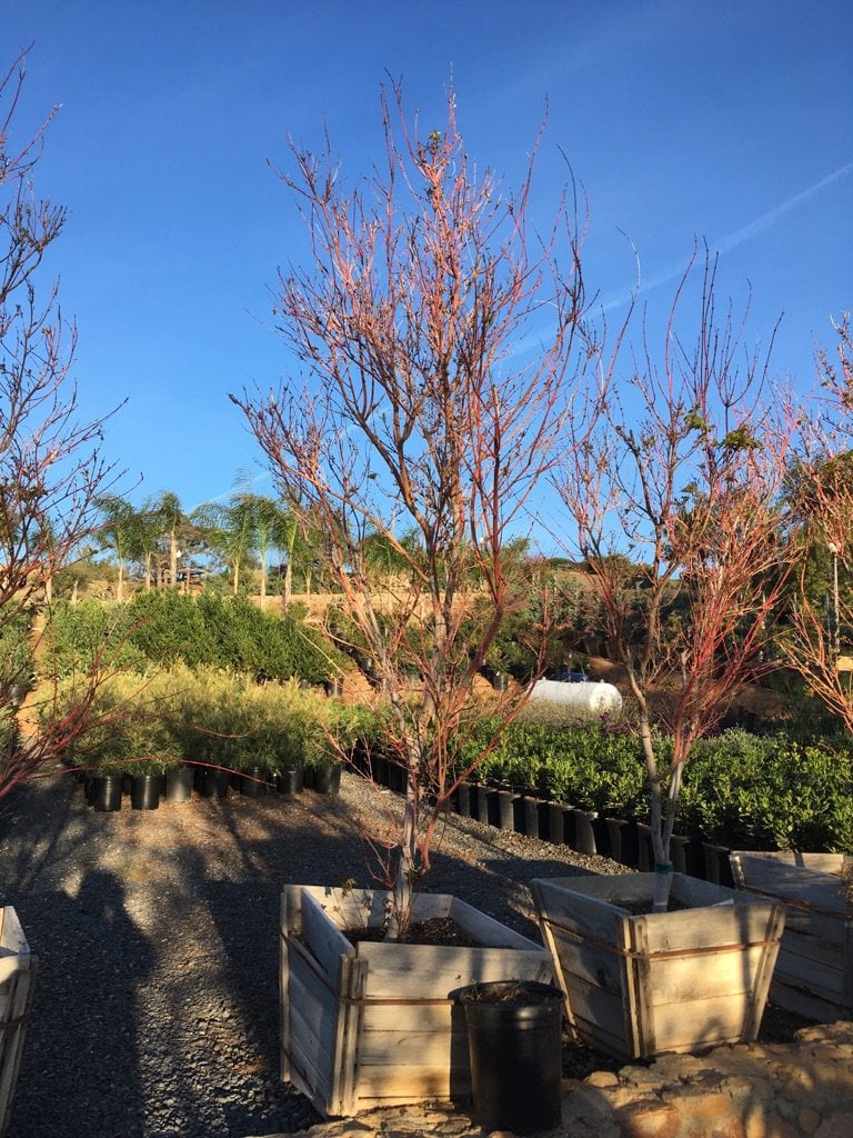 Photo for Acer palmatum 'Sango-kaku' (Sango-Kaku Japanese Maple)