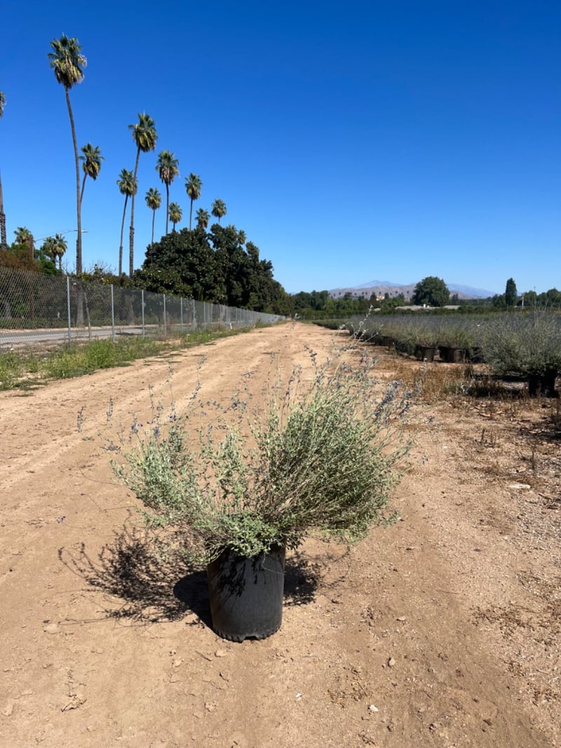 Photo for Salvia chamaedryoides (Germander Sage)