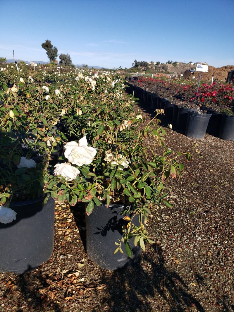Photo for Rosa floribunda 'Iceberg' (Iceberg Rose )