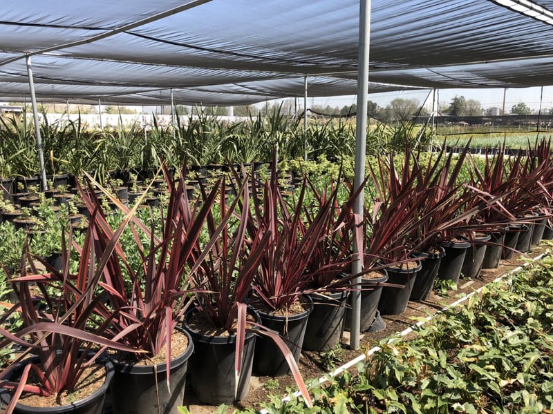Photo for Phormium 'Guardsman' (Guardsman New Zealand Flax)