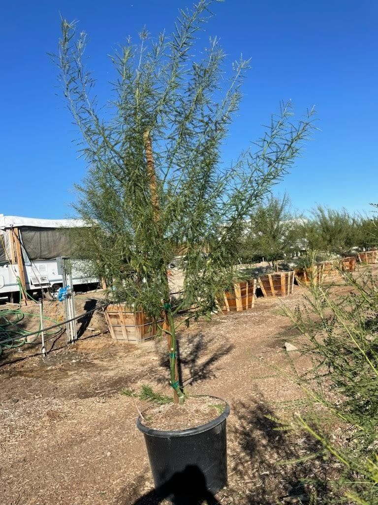 Photo for Cercidium x 'Desert Museum' (Standard) (Desert Museum Palo Verde)