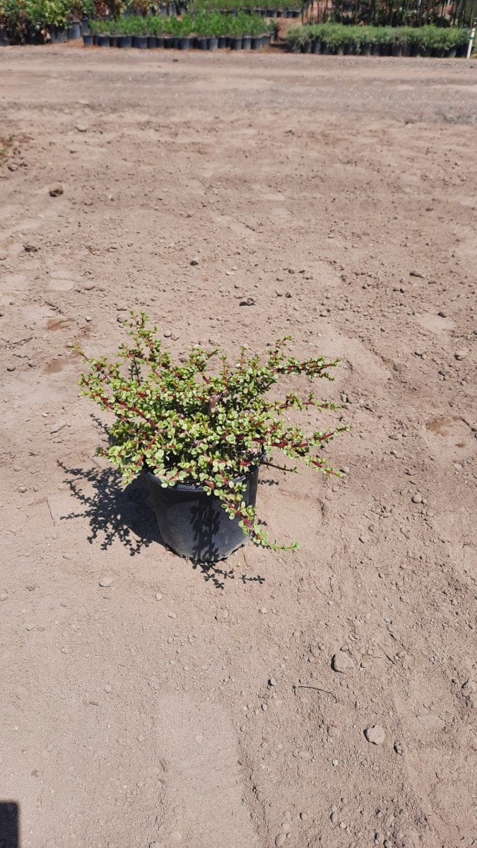 Photo for Portulacaria afra 'Variegata' (Rainbow Bush)