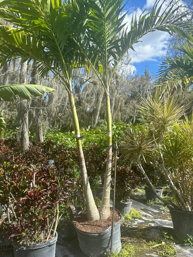 Photo for Adonidia merrillii (Christmas Palm)
