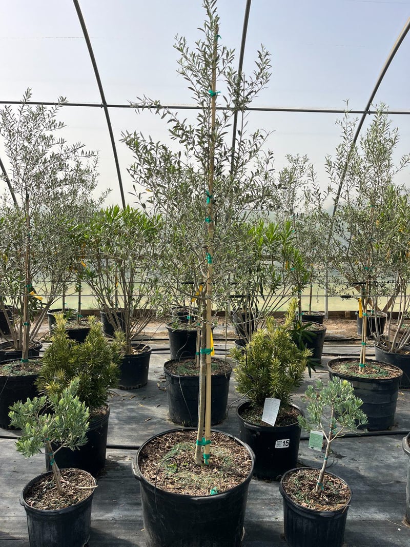 Photo for Olea europaea 'Arbequina' (Arbequina Olive Tree)