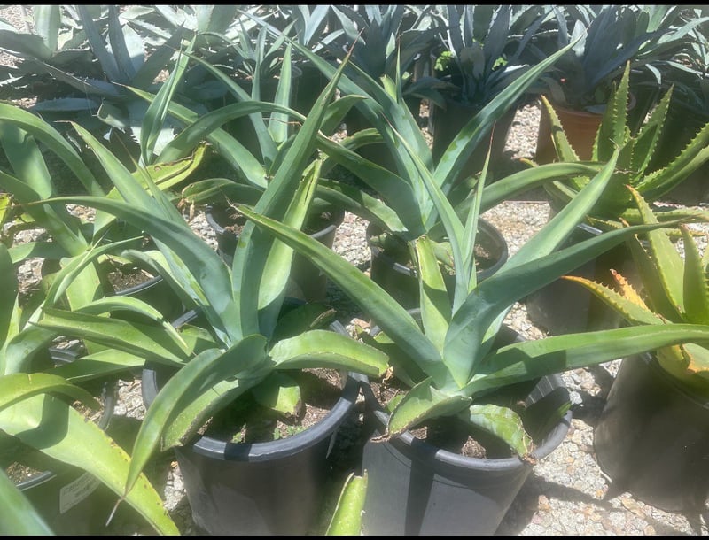 Photo for Agave vilmoriniana (Octopus Agave)