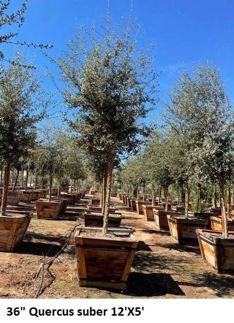 Photo for Quercus suber (Cork Oak)