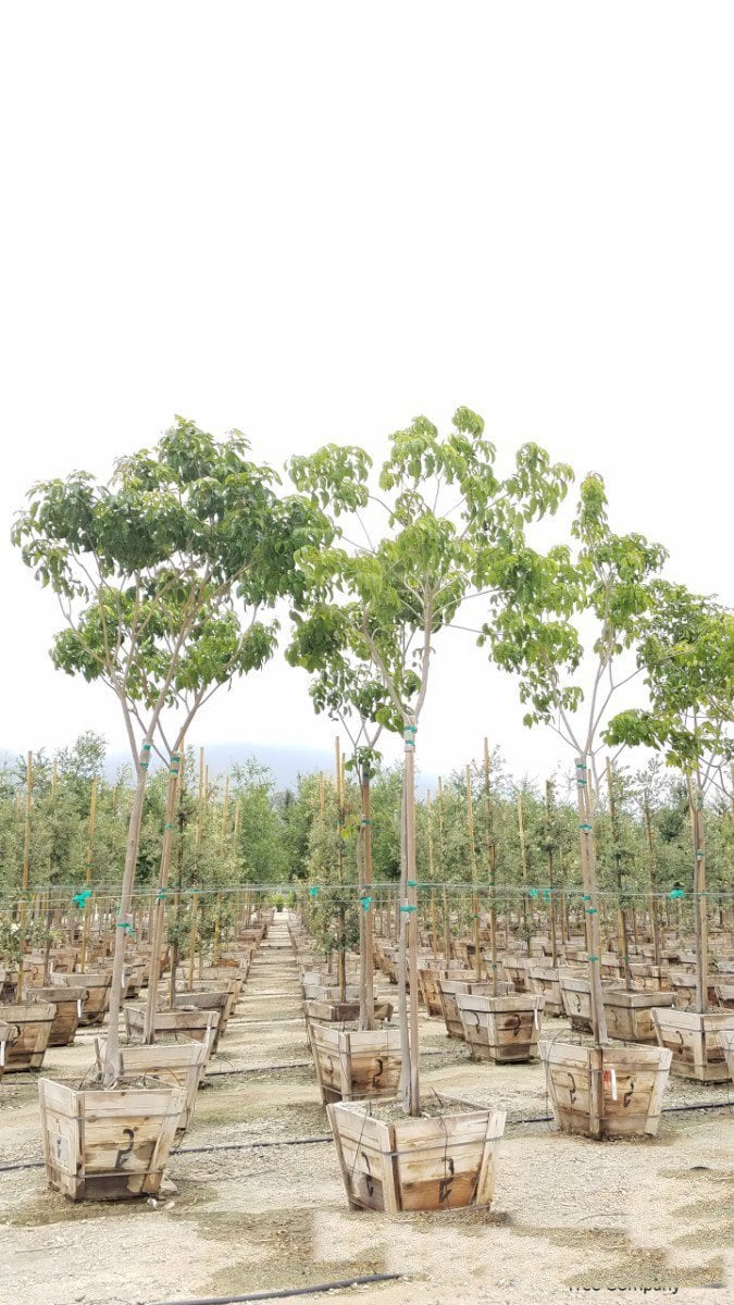 Photo for Tabebuia chrysotricha (Handroanthus chrysotrichus) (Golden Trumpet Tree)