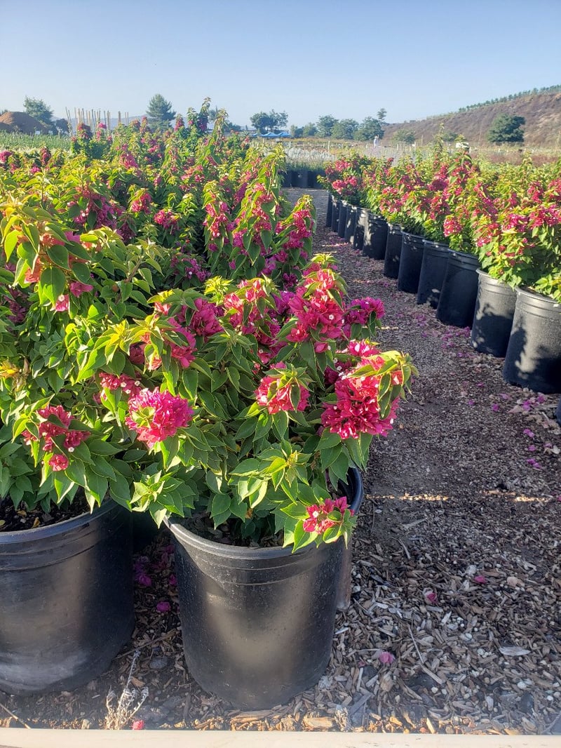 Photo for Bougainvillea 'Torch Glow' (Bougainvillea 'Torch Glow')