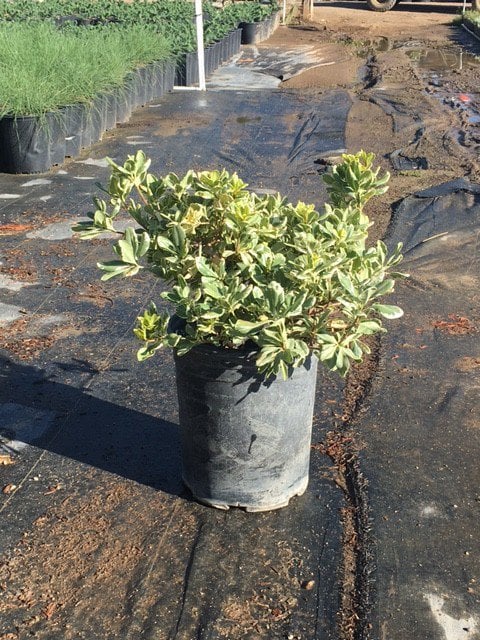 Photo for Pittosporum tobira 'Variegata' (Variegated Japanese Mock Orange)