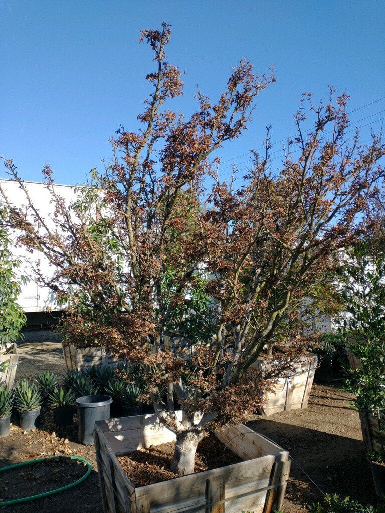 Photo for Acer palmatum 'Shishigashira' (Shishigashira Japanese Maple)