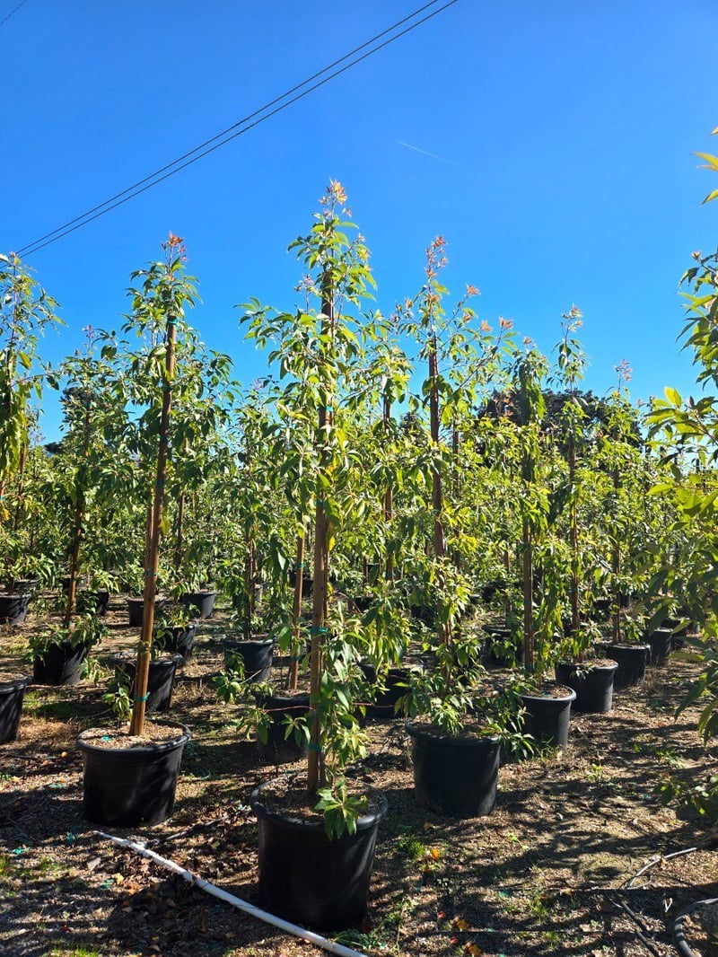 Photo for Lophostemon confertus (Tristania conferta) (Brisbane Box)