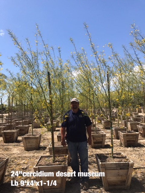 Photo for Cercidium 'Desert Museum' (Low Branch) (Desert Museum Palo Verde)