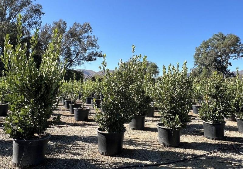 Photo for Laurus nobilis (Column) (Sweet Bay)