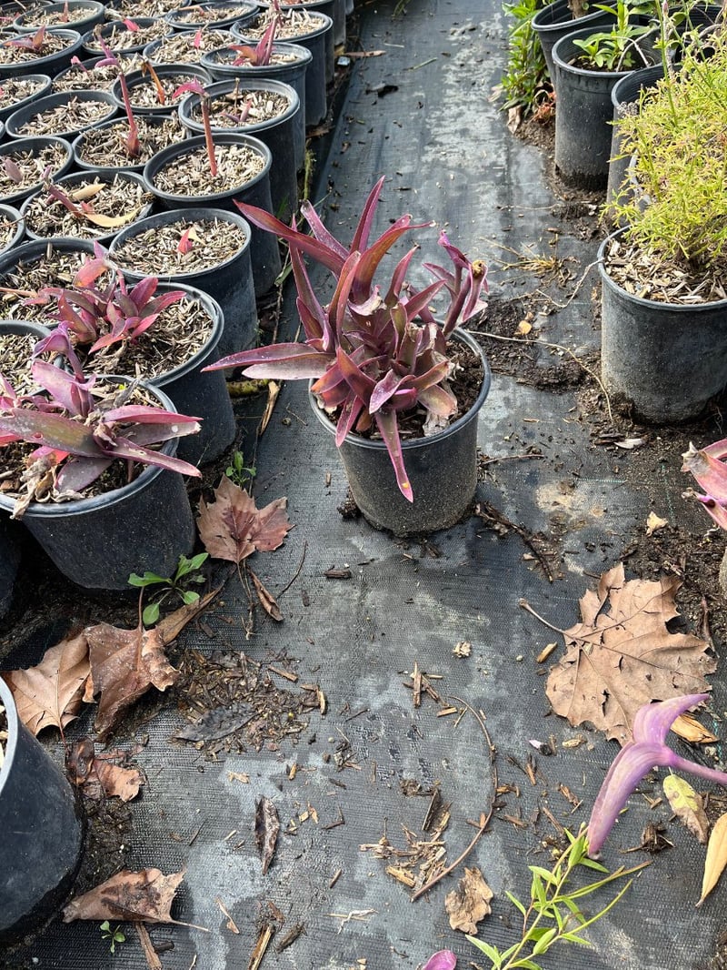 Photo for Tradescantia pallida (Purple Heart )