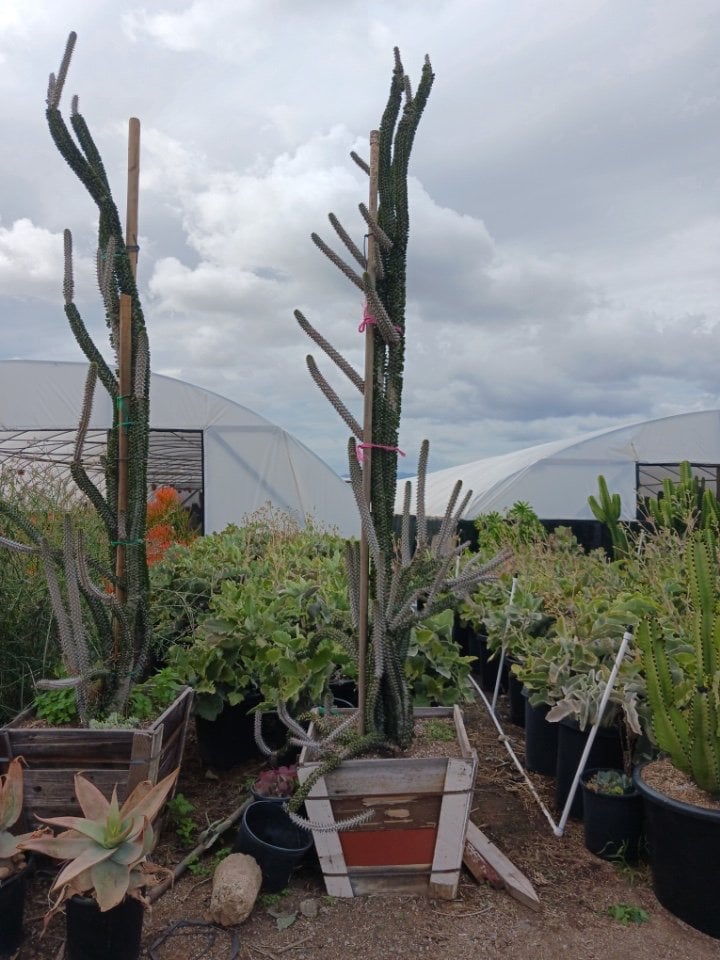 Photo for Alluaudia procera (Madagascar Ocotillo)