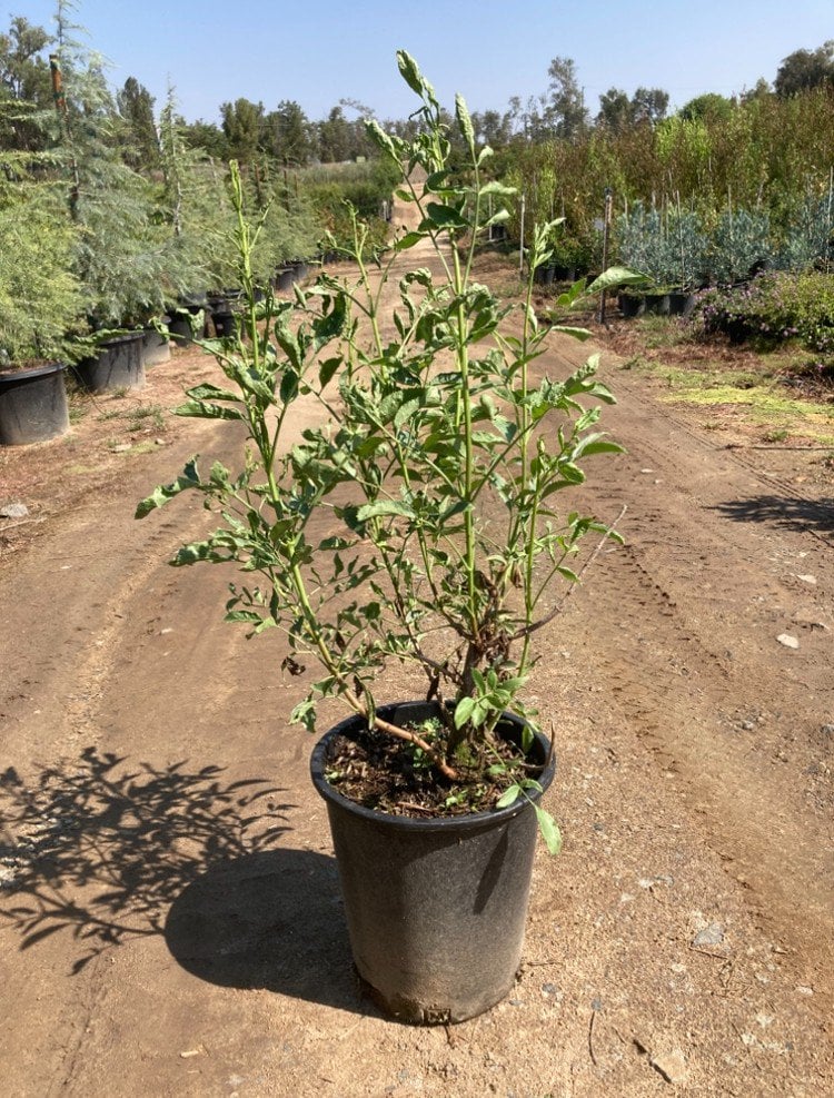 Photo for Sambucus mexicana 'Nigra' (Mexican Elderberry)