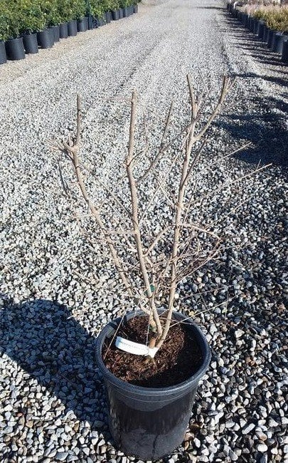 Photo for Punica desertnyi (Desertnyi Pomegranate)