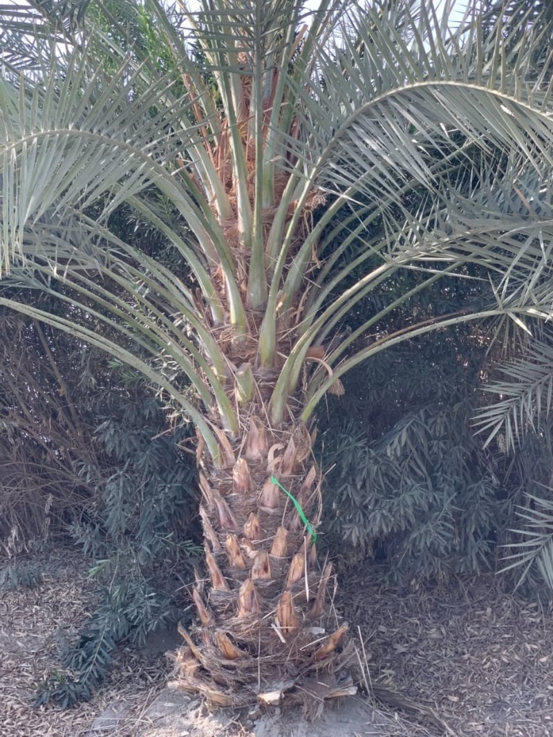 Photo for Phoenix dactylifera 'Macho' (Macho Date Palm)