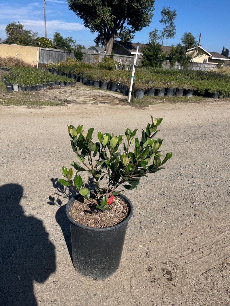 Photo for Rhaphiolepis indica 'Springtime' (Springtime Indian Hawthorn)