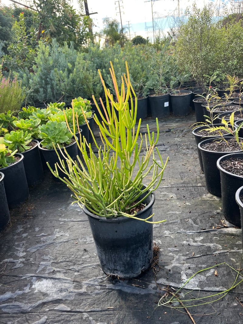 Photo for Euphorbia tirucalli 'Sticks on Fire' (Red Pencil Tree)