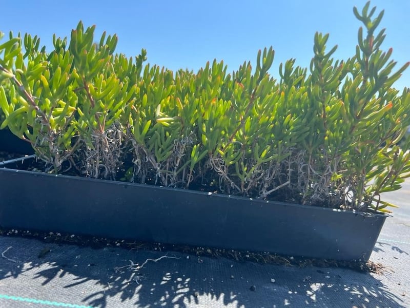 Photo for Delosperma cooperi (Purple Ice Plant)