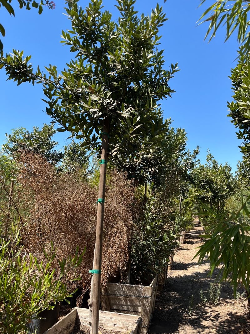 Photo for Laurus nobilis (Standard) (Sweet bay)