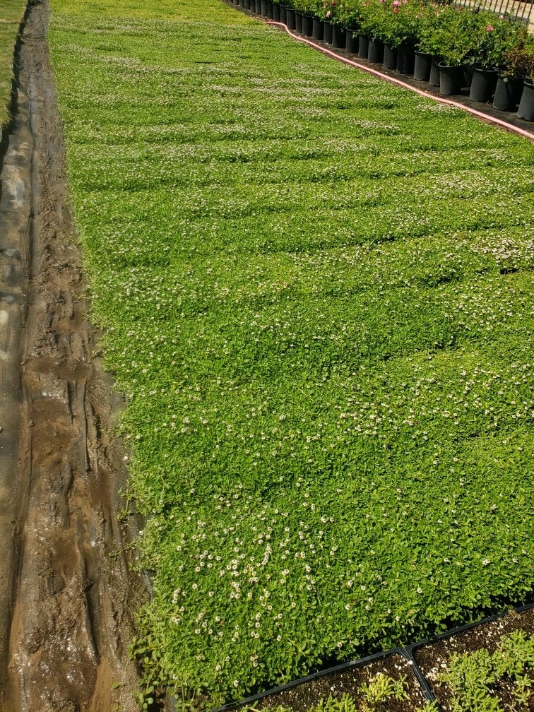 Photo for Phyla nodiflora 'Kurapia' (Kurapia)