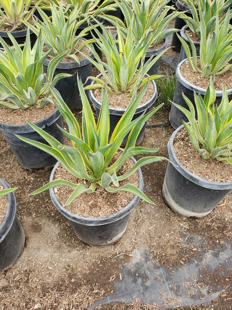 Photo for Agave desmetiana (Smooth Agave)