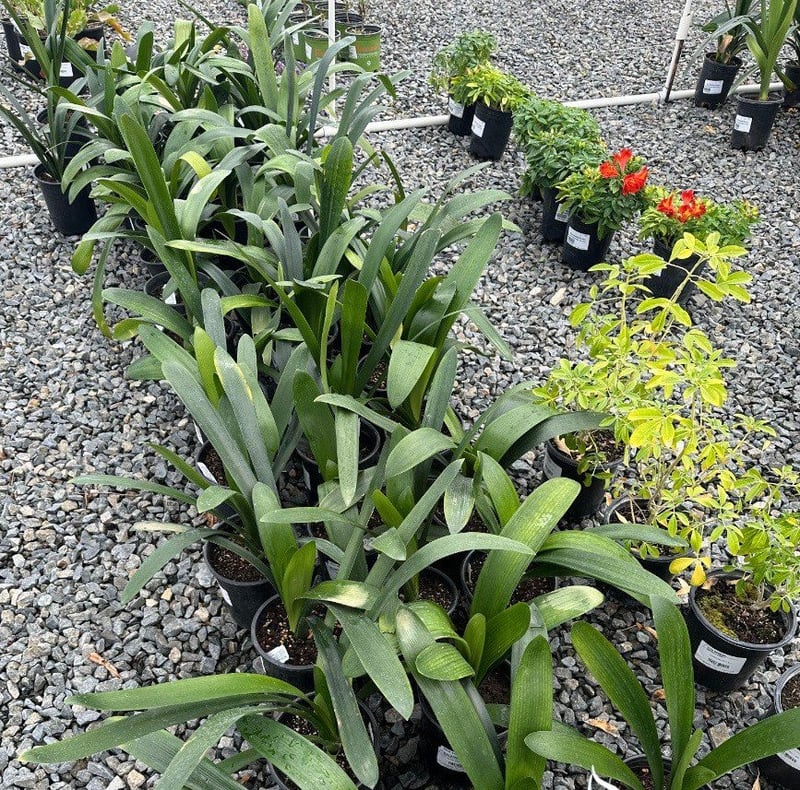 Photo for Clivia miniata (Natal Lily)