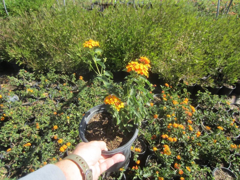 Photo for Lantana camara 'Orange' (Orange Lantana)
