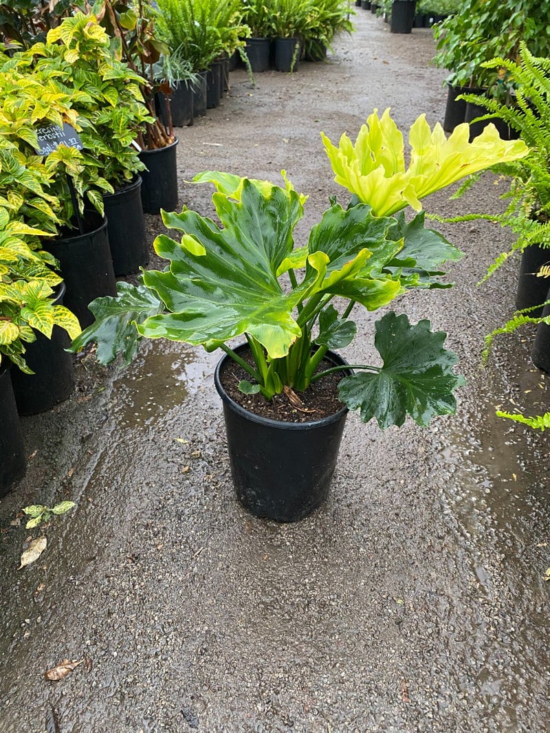 Photo for Philodendron selloum (Tree philodendron)