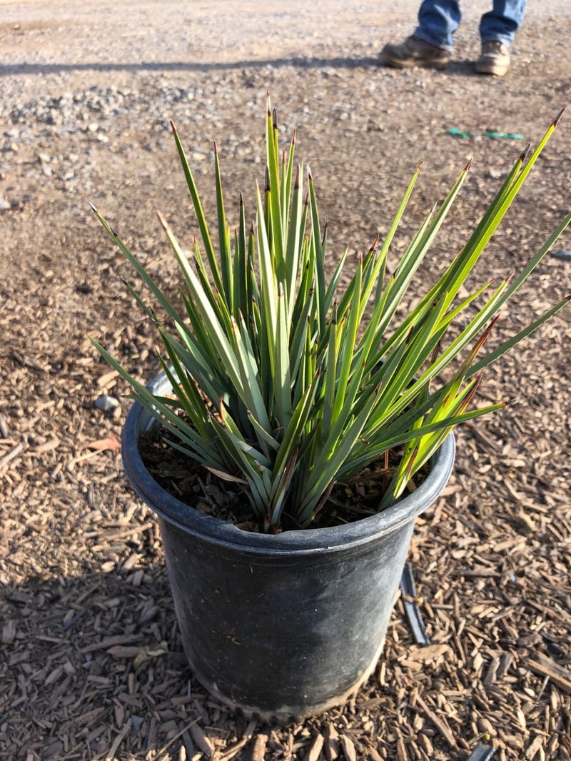 Photo for Dianella revoluta 'Little Rev' (Little Rev Flax Lily)