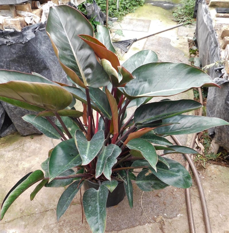 Photo for Philodendron sp (Philodendron)