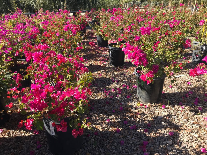 Photo for Bougainvillea 'Pink' (Shrub) (Pink Bougainvillea)