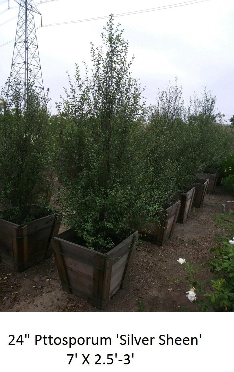 Photo for Pittosporum tenuifolium 'Silver Sheen' (Silver Sheen Kohuhu)