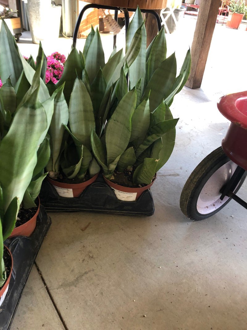 Photo for Sansevieria trifasciata 'Moonshine' (Silver Snakeplant)